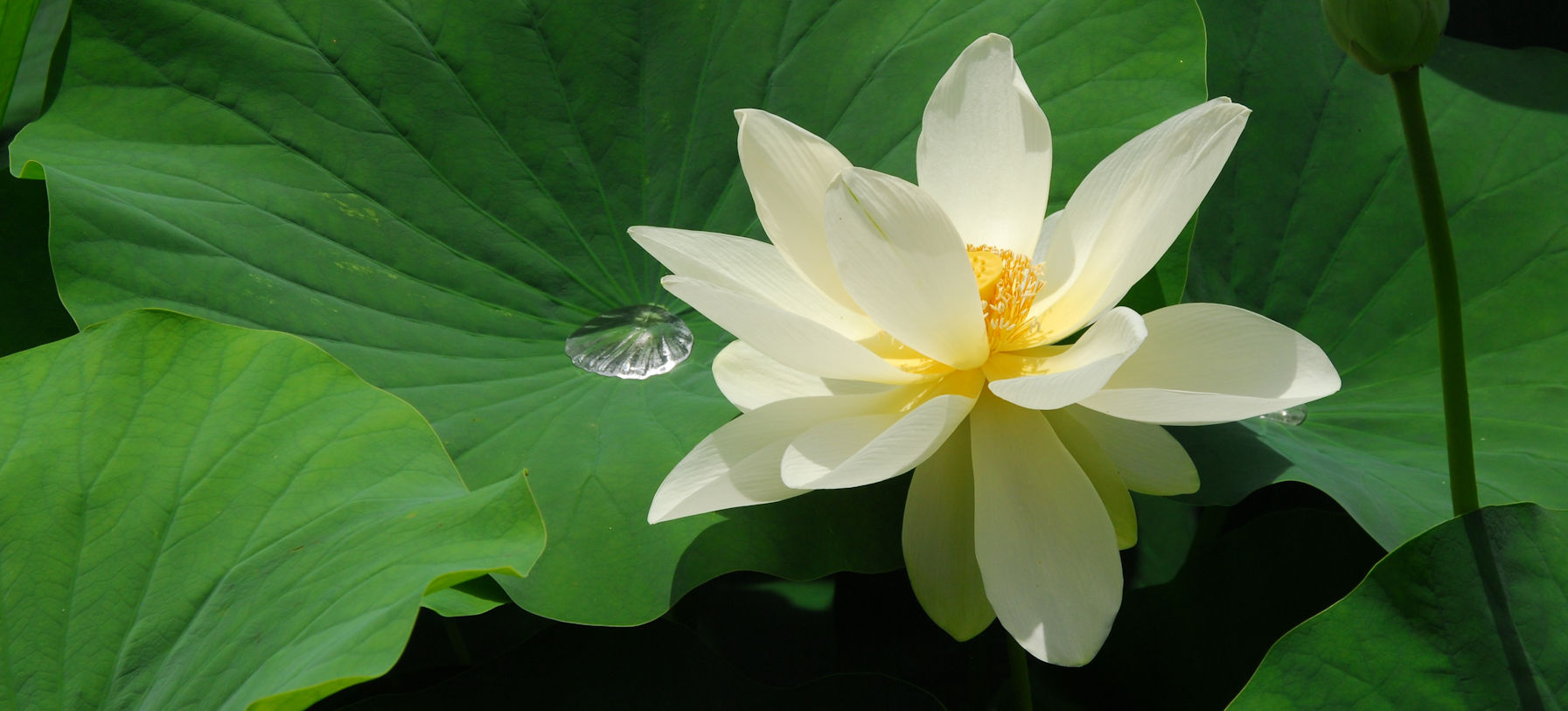 Althea Hypnosis - Therapie van het Onderbewuste